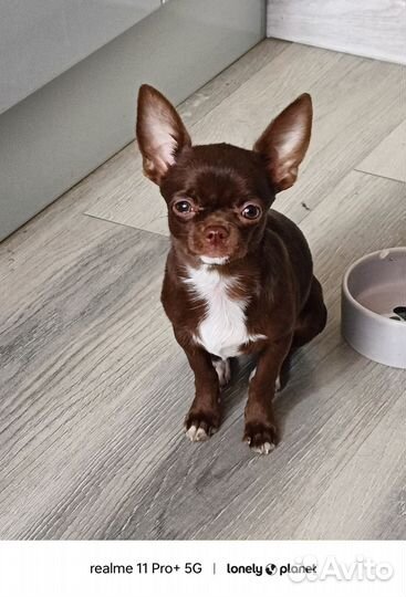 Чихуахуа мини