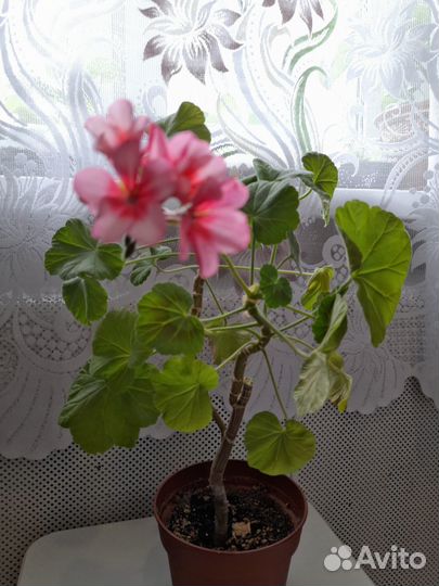 Герань розовая