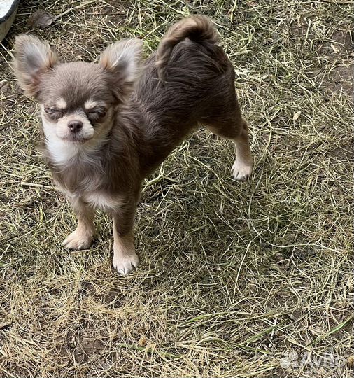 Чихуахуа мини лилово-подпалая девочка