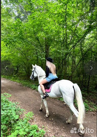 Прокат лошадей-обучение