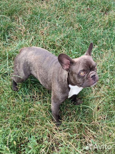 Французский бульдог девочки