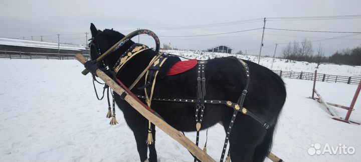 Выездная уздечка,Седло кожа