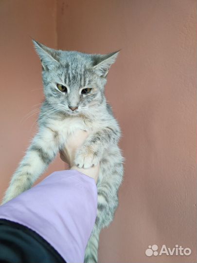 Кошка