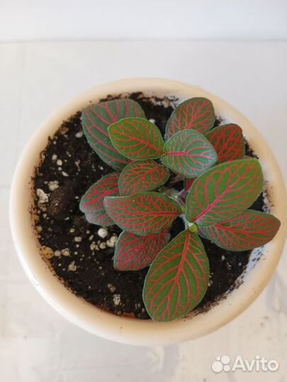 Цветы комнатные