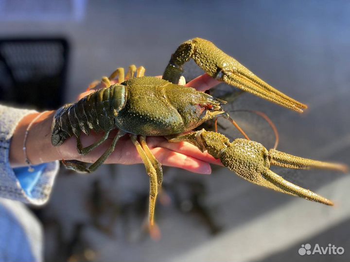 Раки Морепродукты