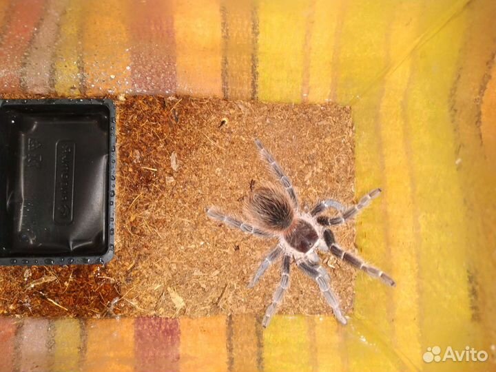 Птицееды Lasiodora parahybana