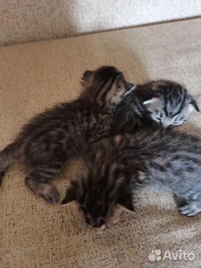 Бенгальские котята