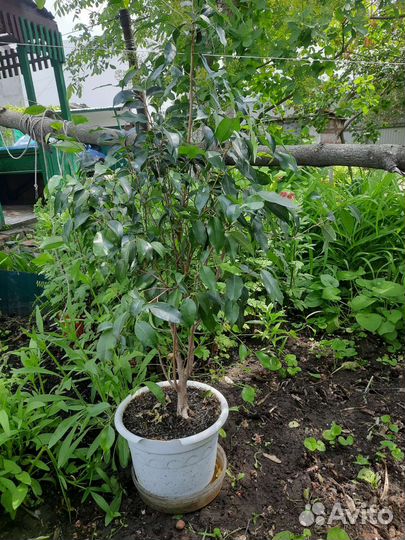 Фикус бенджамина