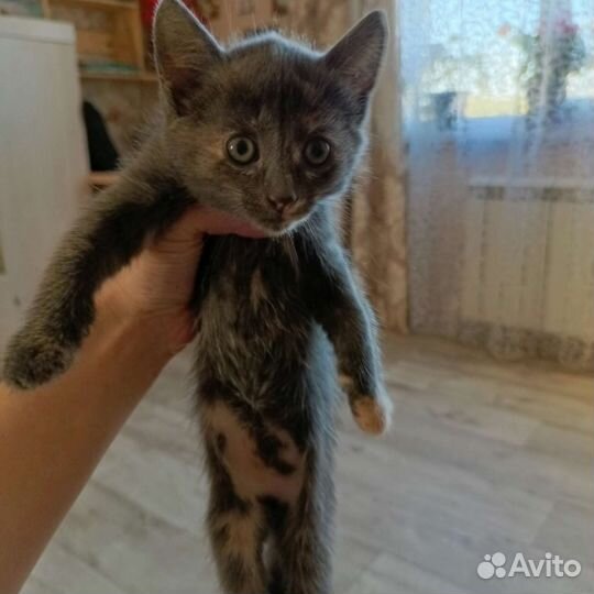 Кошки в добрые руки