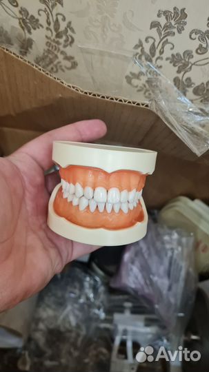 Челюсть стоматологическая