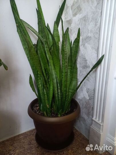 Сансевиерия