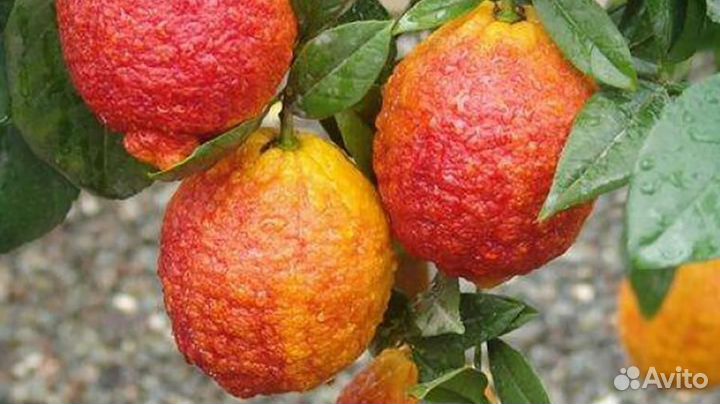 Красный лимон Россо. Саженец