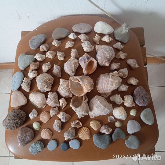Морские ракушки, раковины, камни. Цена за всё