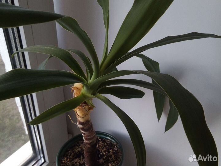 Пальма юкка две штуки