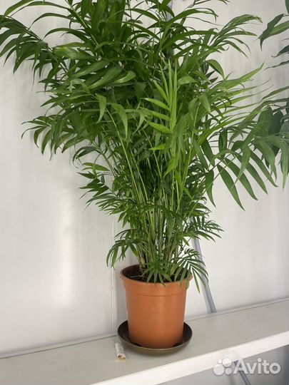 Пальма хамедорея