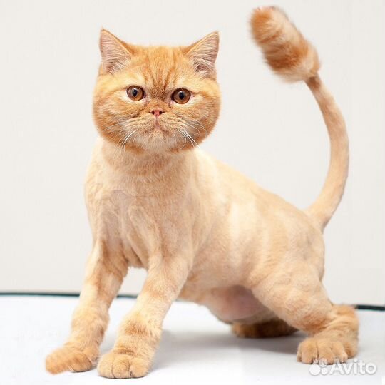 Грумер для кошек и собак