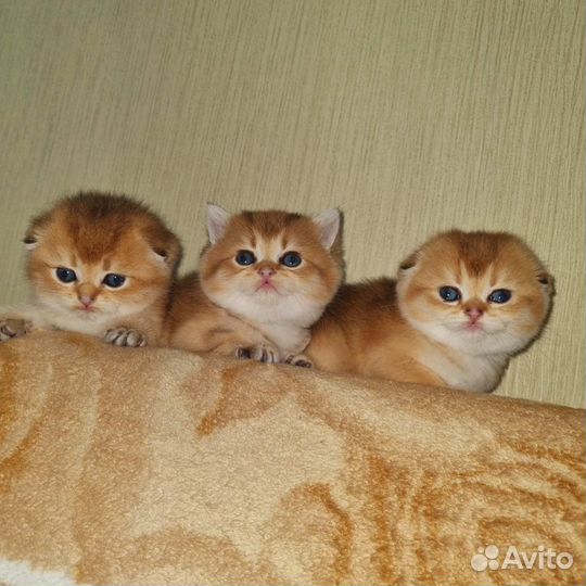 Шотландские котята