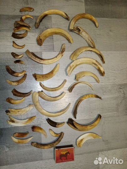 Клыки кабана