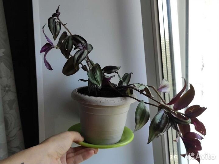 Традесканция трёхцветная с корнями в горшке