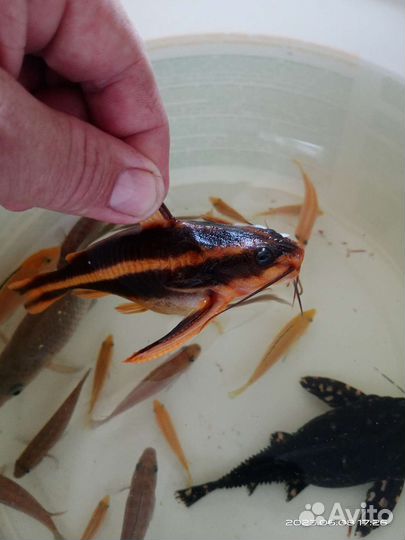 Сом 181 и 397.Фронтозы