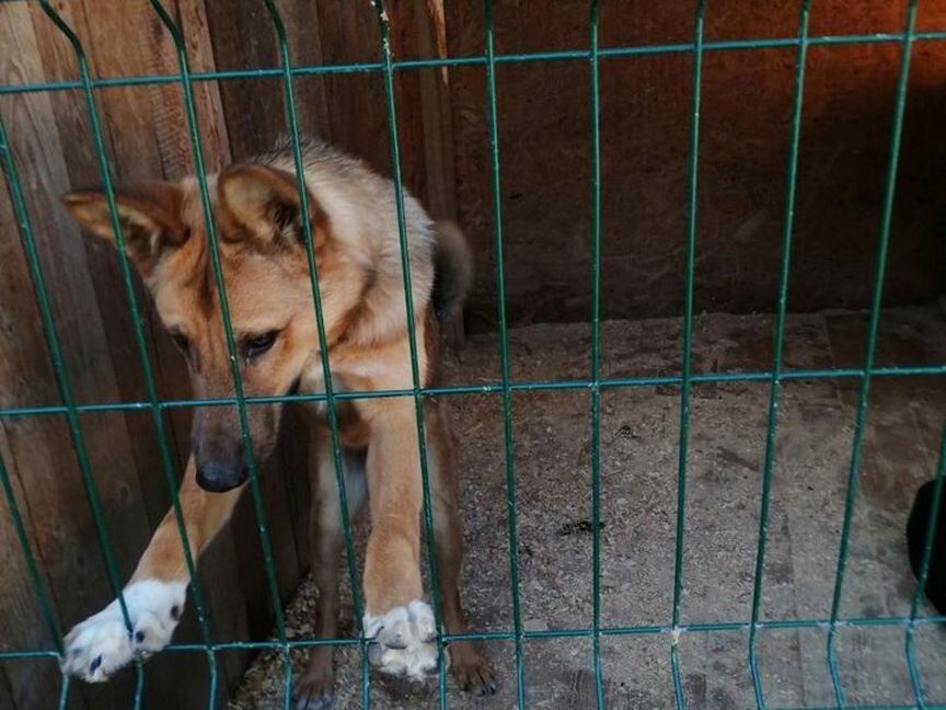 Небольшой добрый пес Фунтик