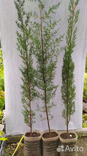 Кипарисы 3 вида