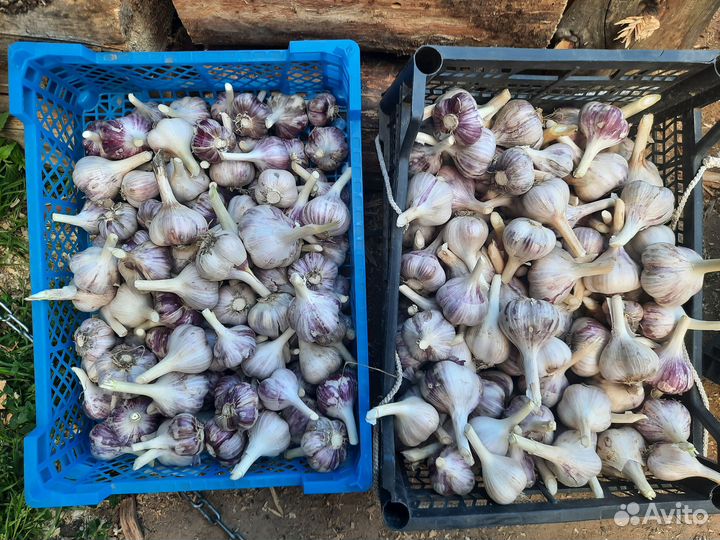 Озимый чеснок