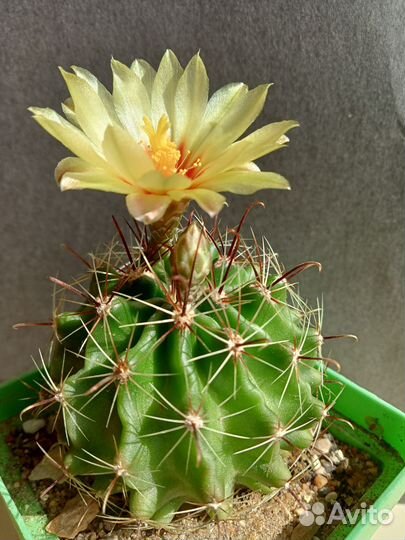 Кактус Ферокактус цветущий