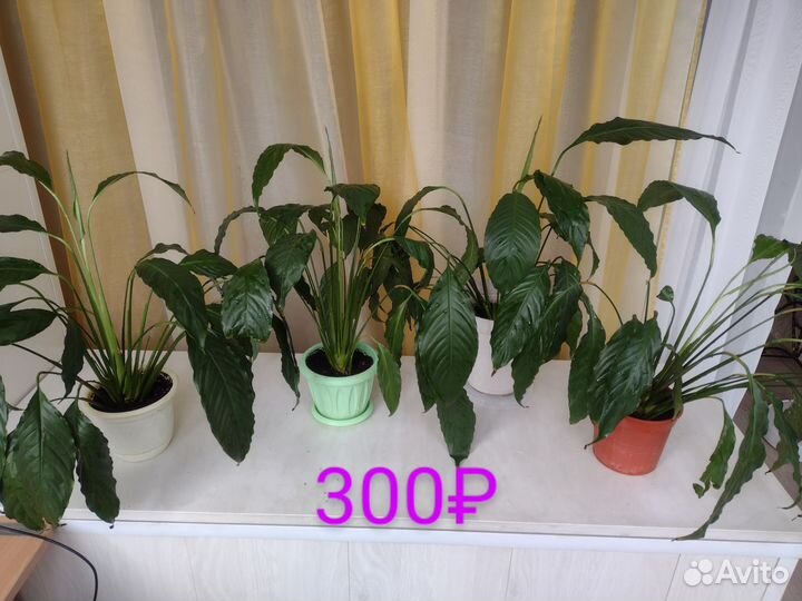 Спатифиллум