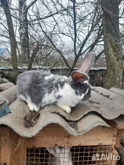 Кролики мясо и племя