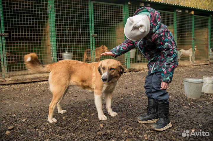 Солнечная Хани в добрые руки