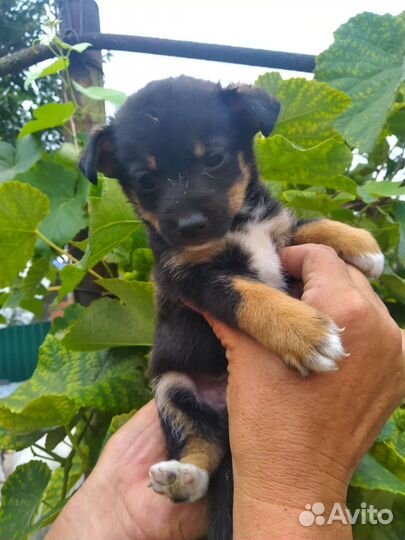 Мальчишки 2 месяцев в добрые руки