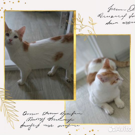 Котенок в добрые руки