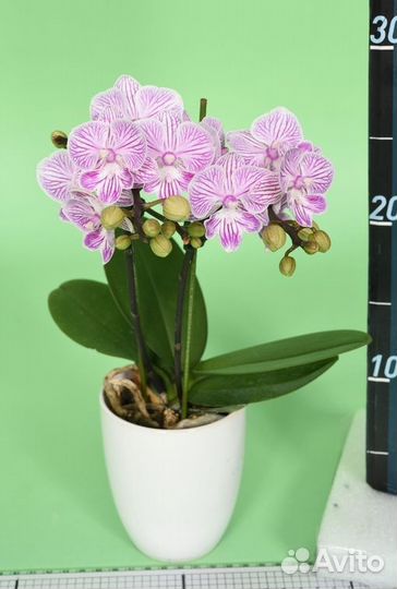 Орхидея Phal. YH0224 Tying Shin World Class