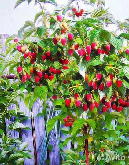 Малиновое дерево