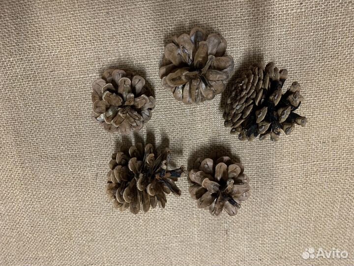 Набор шишек, желудей для декора и творчества