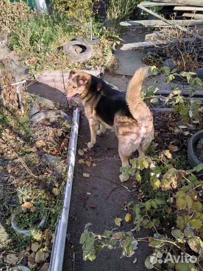 Собака в добрые руки