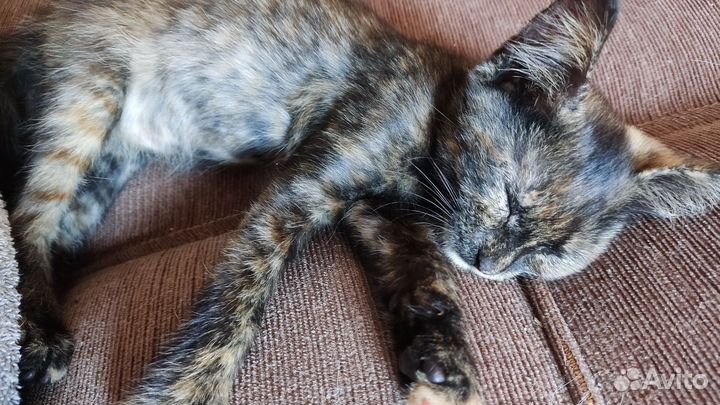 Котятки в добрые руки