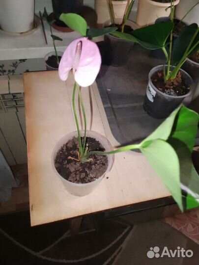 Комнатные растения цветы цветущие