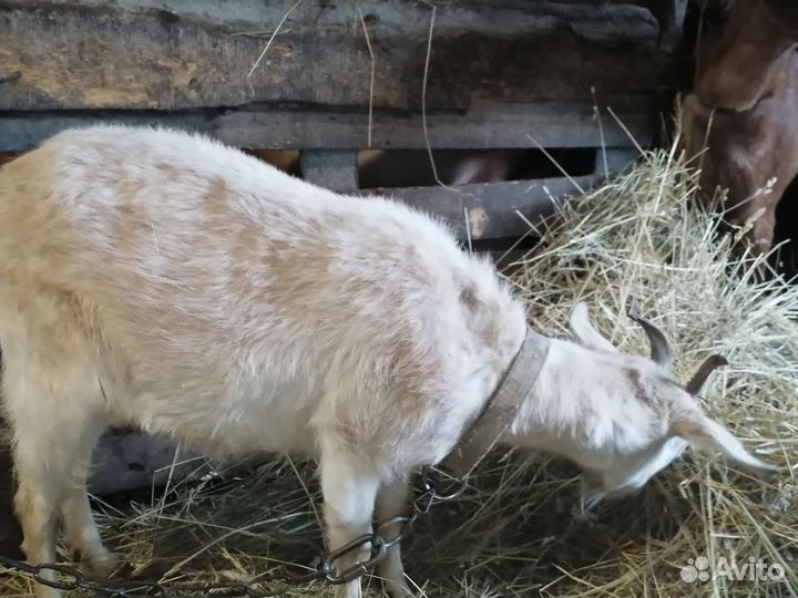 Козы котные