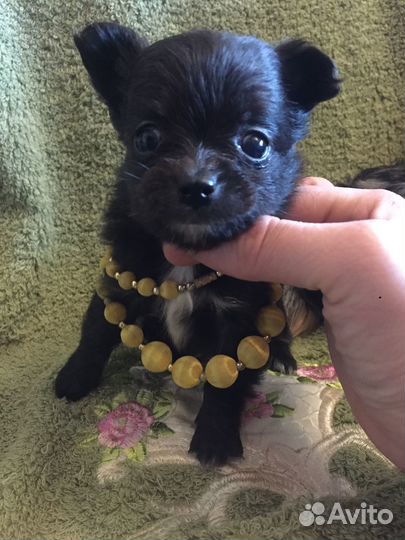 Чёрная жемчужина mini чишка