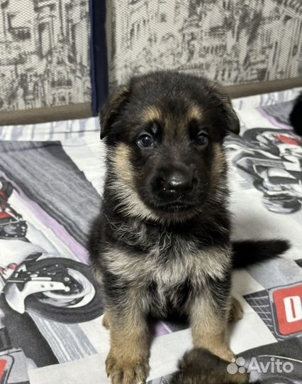 Немецкая овчарка