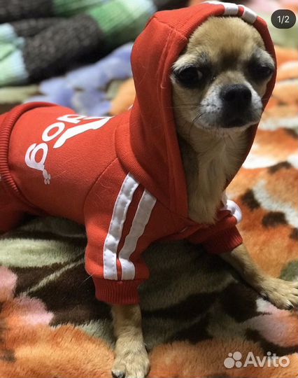 Комбинезон для собачки xs и м