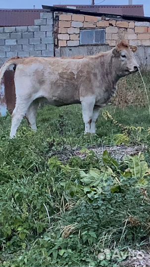 Тёлка с коровой