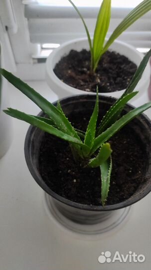 Комнатные растения