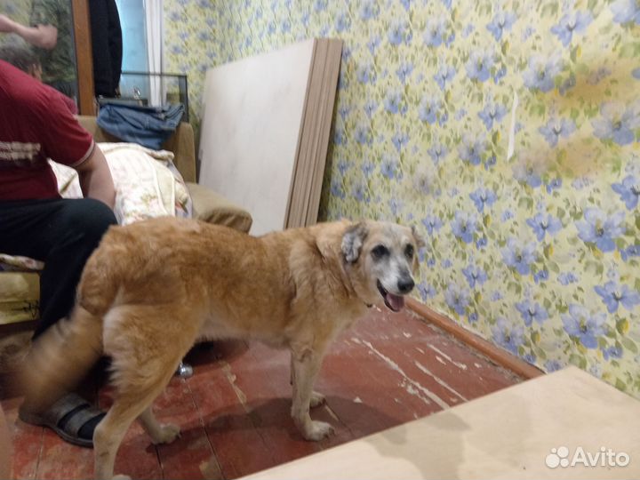 Собака в добрые руки