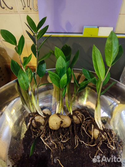 Замиокулькас