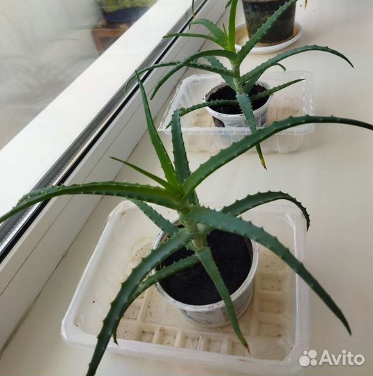 Алоэ столетник