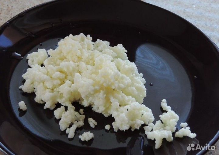 Тибетский молочный гриб