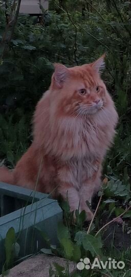 Мэйн кун вязка